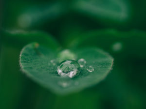 image of water drop on leaf