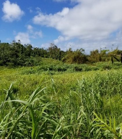 Field of grasses with hill and trees in the background