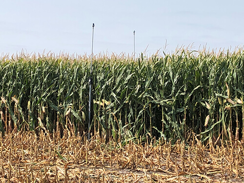 Photo of corn crops with data collection equipment shown in two locations.