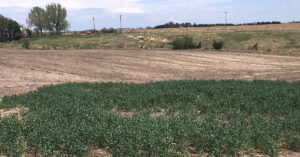 A field in Nebraska showing low cover crops in the foreground and cleared field in the background.