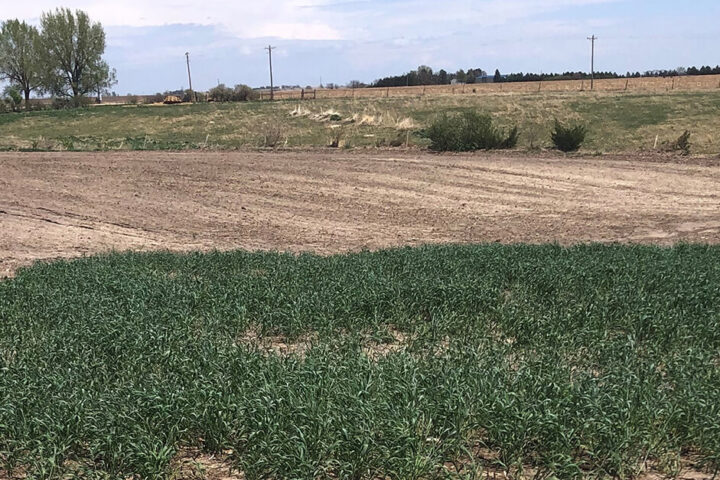 A field in Nebraska showing low cover crops in the foreground and cleared field in the background.