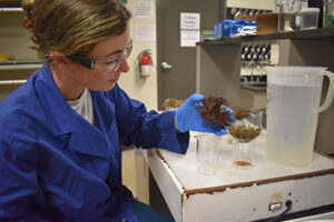 Lab technician holding a sea urchin by a beaker. A second urchin is positioned over another widemouth beaker secreting a fluid.