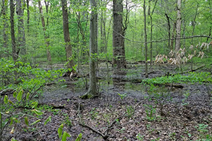 A forested wetland