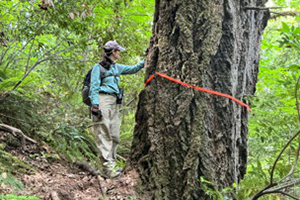 A scientist measures the circumference of a tree trunk