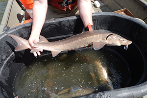 Caught sturgeon held by a scientist over a tub of water