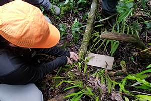 A scientist inspects a tropical forest floor