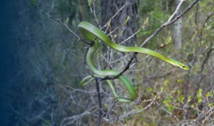 Rough Green Snake on a branch