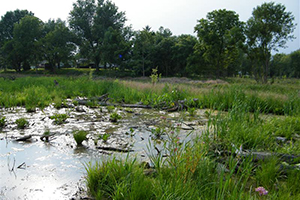 Wetland area adjacent to a restored stream channel.