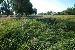A wetland area featuring tall grasses